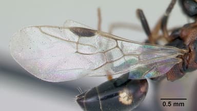 Dolichoderus quadripunctatus — queen photo 2