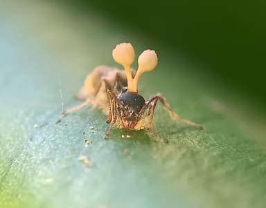 Dolichoderus thoracicus photo 1