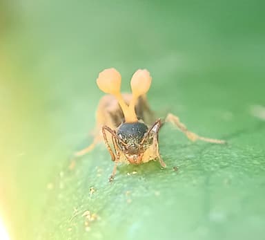 Dolichoderus thoracicus photo 2