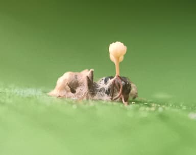 Dolichoderus thoracicus photo 3