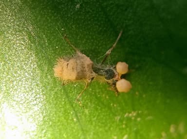 Dolichoderus thoracicus photo 4