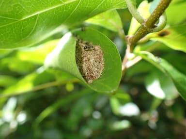 Dolichoderus thoracicus photo 7