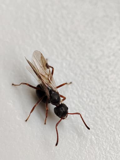 Dolichoderus thoracicus photo 8