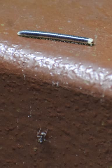 Dolichoderus thoracicus photo 9
