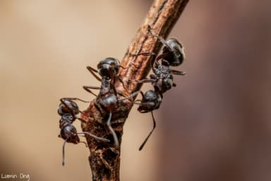 Dolichoderus thoracicus photo 10