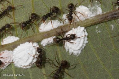 Dolichoderus thoracicus photo 11
