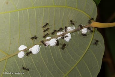 Dolichoderus thoracicus photo 12