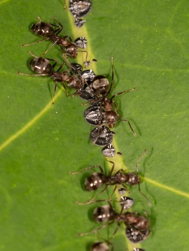Dolichoderus thoracicus photo 13
