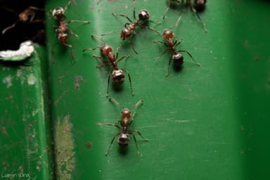 Dolichoderus thoracicus photo 14
