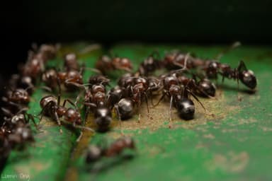 Dolichoderus thoracicus photo 15