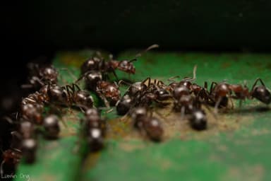 Dolichoderus thoracicus photo 16