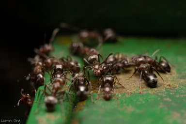 Dolichoderus thoracicus photo 17