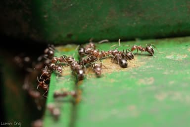 Dolichoderus thoracicus photo 18