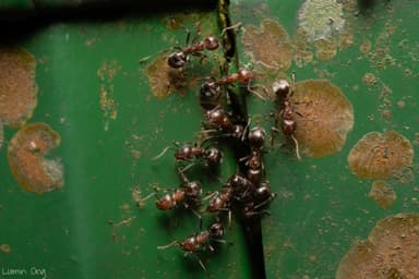 Dolichoderus thoracicus photo 19
