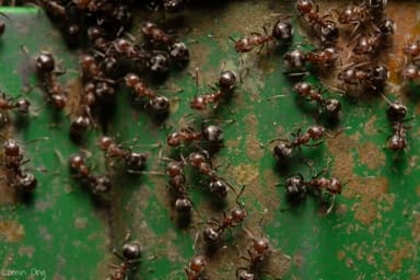 Dolichoderus thoracicus photo 20