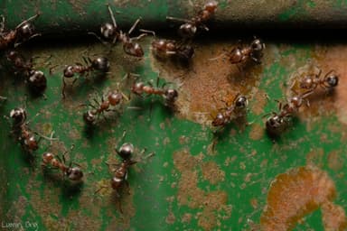 Dolichoderus thoracicus photo 21