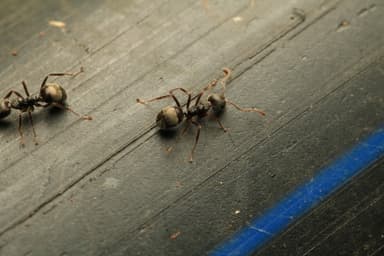 Dolichoderus thoracicus photo 22
