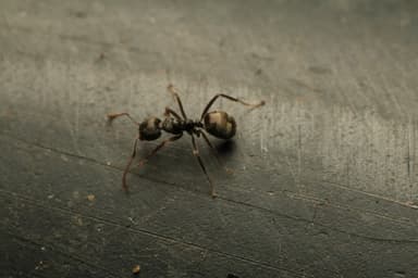 Dolichoderus thoracicus photo 23