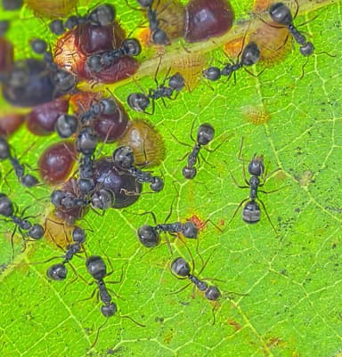 Dolichoderus thoracicus photo 24