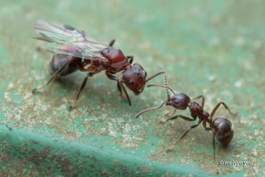 Dolichoderus thoracicus photo 25