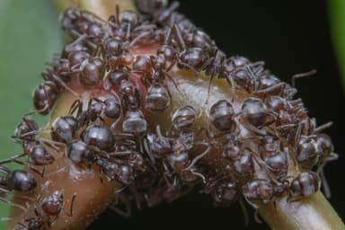 Dolichoderus thoracicus photo 26