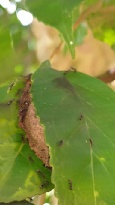 Dolichoderus thoracicus photo 27