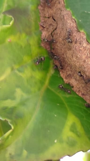 Dolichoderus thoracicus photo 28