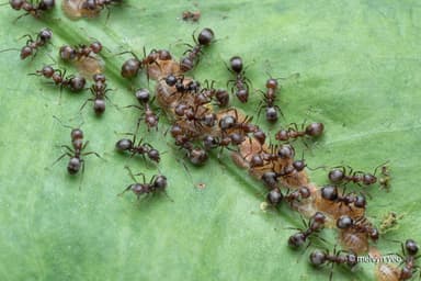 Dolichoderus thoracicus photo 29