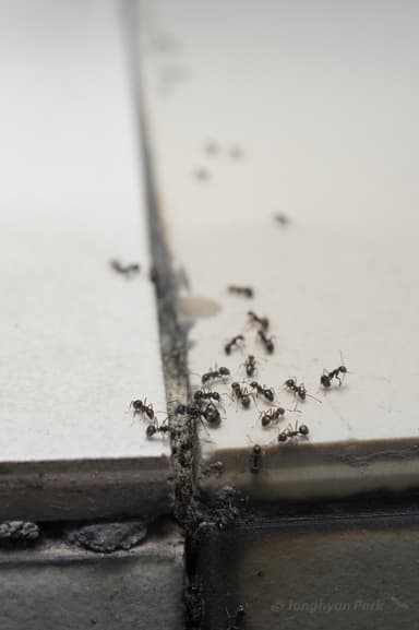Dolichoderus thoracicus photo 30