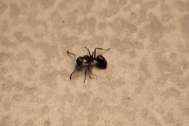 Dolichoderus thoracicus photo 31