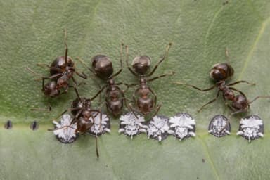 Dolichoderus thoracicus photo 32