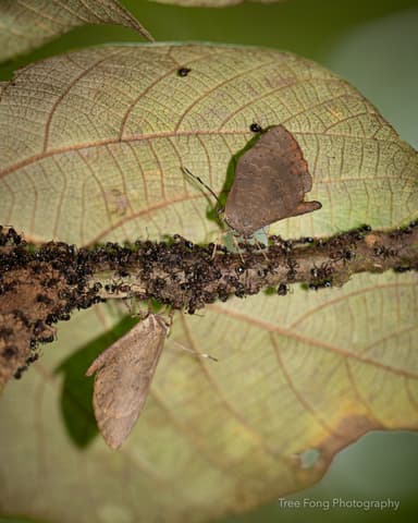 Dolichoderus thoracicus photo 34