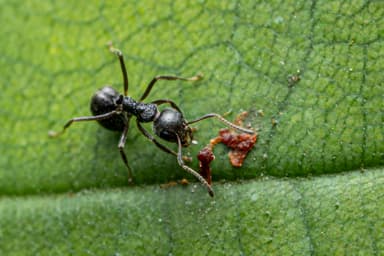 Dolichoderus thoracicus photo 36