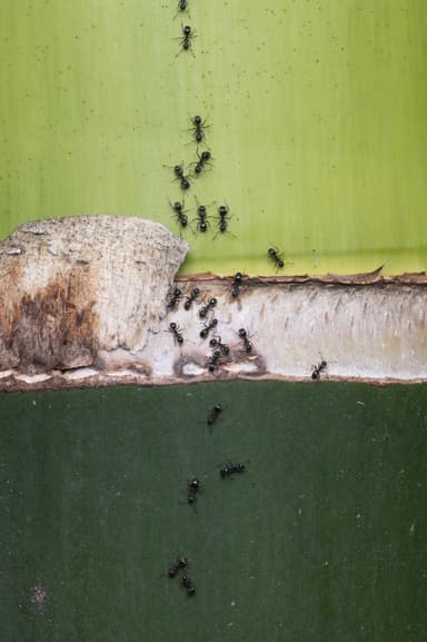 Dolichoderus thoracicus photo 37