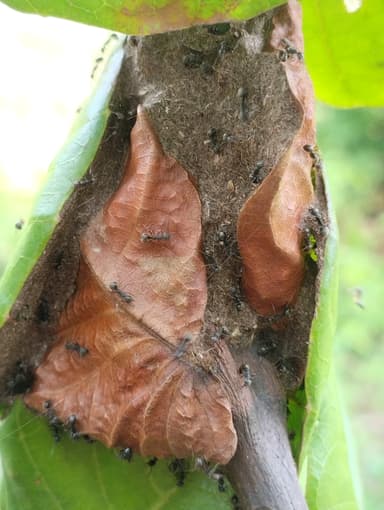 Dolichoderus thoracicus — colony photo 38