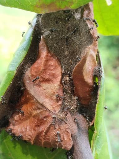 Dolichoderus thoracicus — colony photo 39