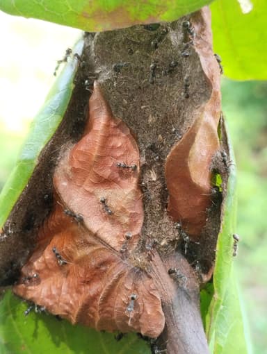 Dolichoderus thoracicus — colony photo 40