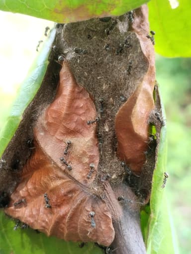 Dolichoderus thoracicus — colony photo 41