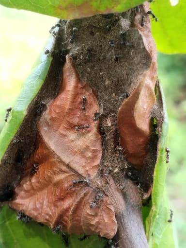 Dolichoderus thoracicus — colony photo 42
