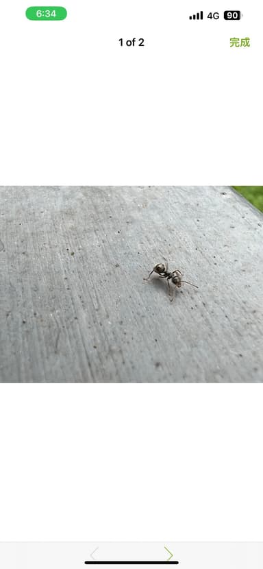 Dolichoderus thoracicus photo 43