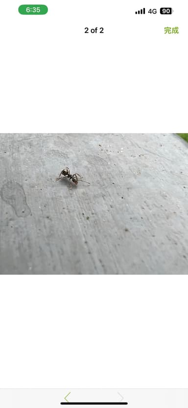 Dolichoderus thoracicus photo 44