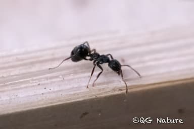 Dolichoderus thoracicus photo 45