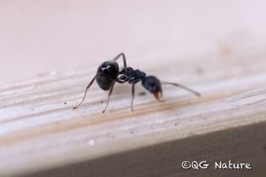 Dolichoderus thoracicus photo 46