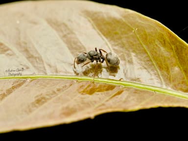 Dolichoderus thoracicus photo 47