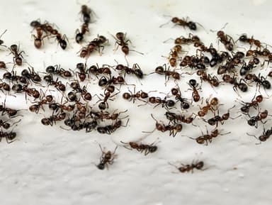 Dolichoderus thoracicus photo 48
