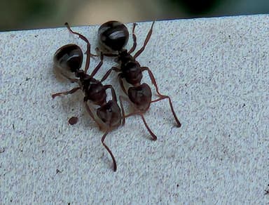 Dolichoderus thoracicus photo 49