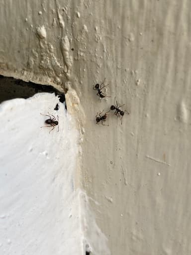 Dolichoderus thoracicus photo 50