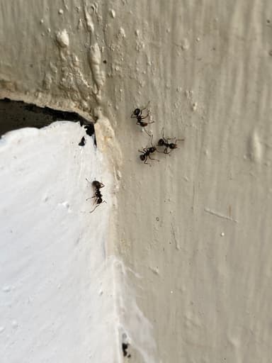 Dolichoderus thoracicus photo 51