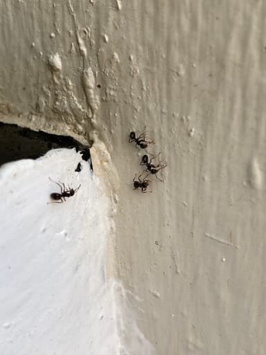 Dolichoderus thoracicus photo 52
