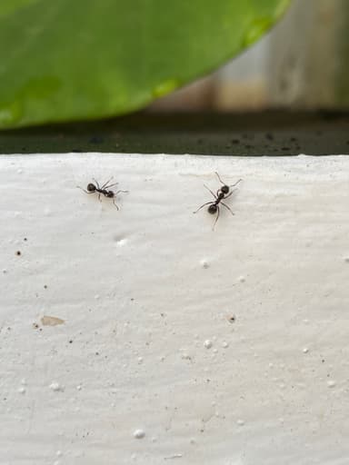 Dolichoderus thoracicus photo 53